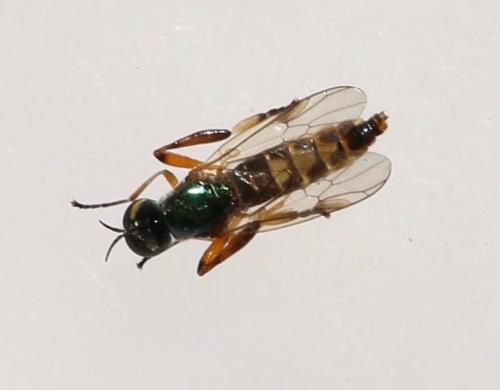 Chorisops tunisiae